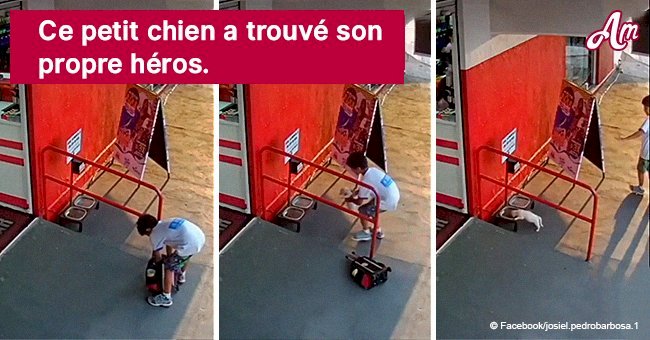 Un petit garçon sauve la vie d'un chiot en le portant dans son sac jusqu'à un lieu sûr