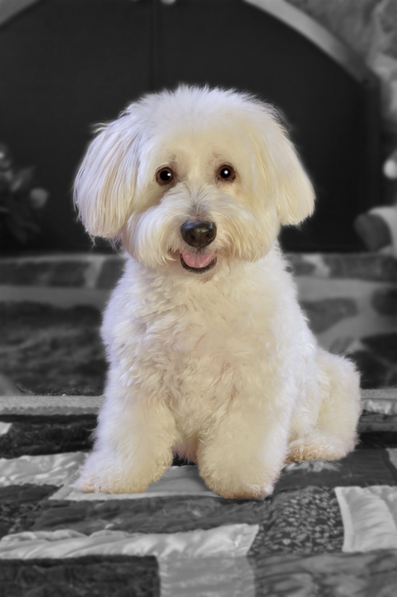 Chien blanc de petite race assis sur un édredon. Image : Photos du domaine public