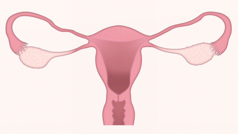 Sistema reproductor femenino sano │Imagen tomada de: Pixabay Sistema reproductor femenino sano │Imagen tomada de: Pixabay