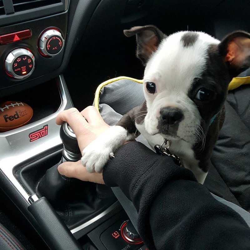 Perro conductor / Imagen tomada de: Reddit Perro conductor / Imagen tomada de: Reddit