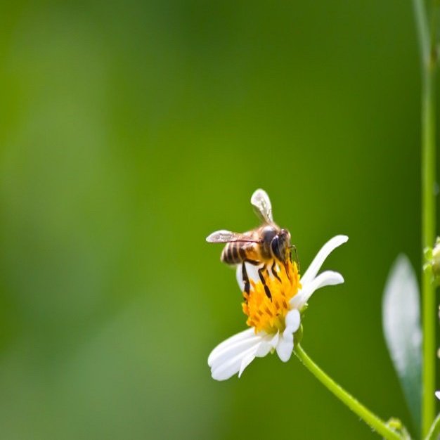 A bee on a flower | Source: Freepik