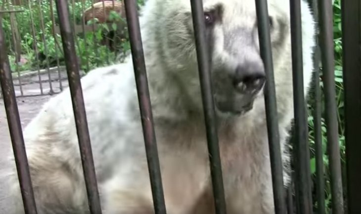 Imagen tomada de: Youtube/PETA (People for the Ethical Treatment of Animals) Imagen tomada de: Youtube/PETA (People for the Ethical Treatment of Animals)