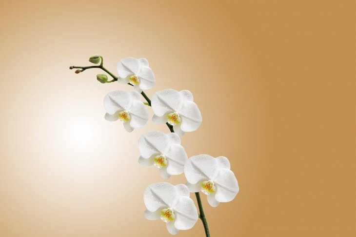 Orquídeas.| Imagen: Pixabay
