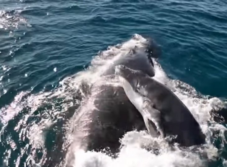 Imagen tomada de: Youtube/Whale Watch Western Australia