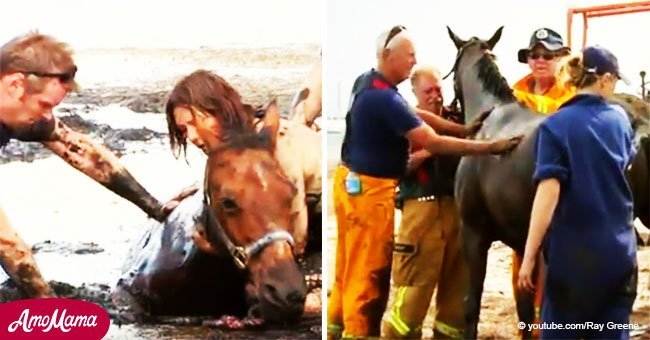 Brave woman battles for 3 hours to keep her horse from being 'swallowed-up' by mud (video)