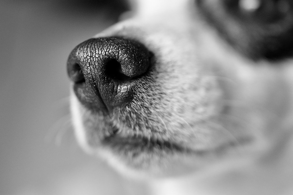 Perrito Jack Russel Terrier │Imagen tomada de: Pixabay Perrito Jack Russel Terrier │Imagen tomada de: Pixabay