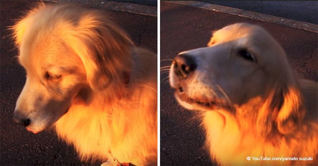 Funny dog freaks out when hearing a fire truck and immediately imitates its sirens
