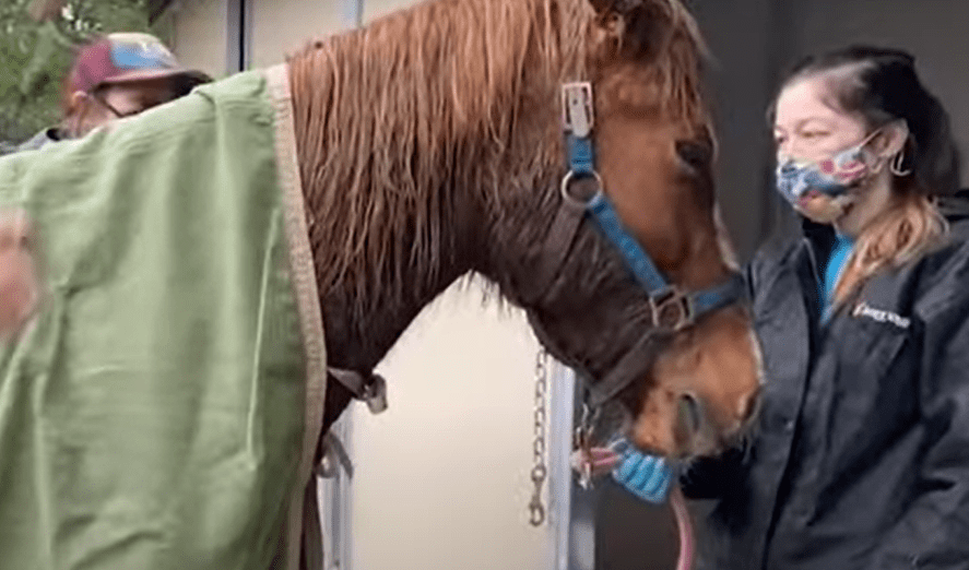 Horse and pony being lifted out of California mudslide, January 29, 2021 | YouTube/Associated Press