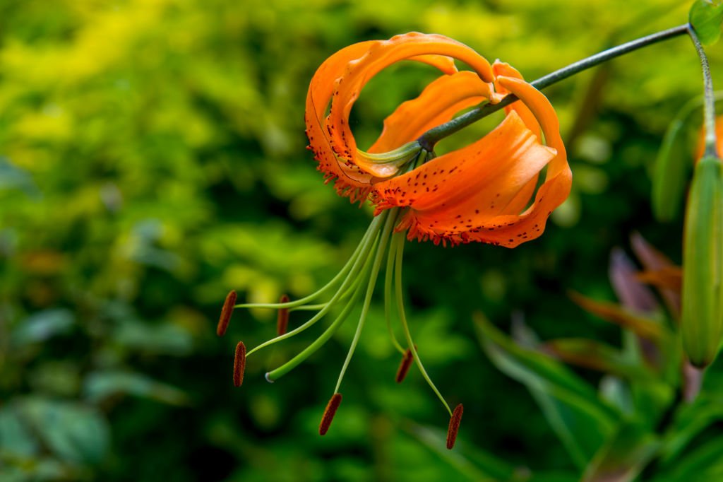 Nahaufnahme einer Tigerlilie in einem Garten in Kirkland, Washington State, USA | Quelle: Getty Images