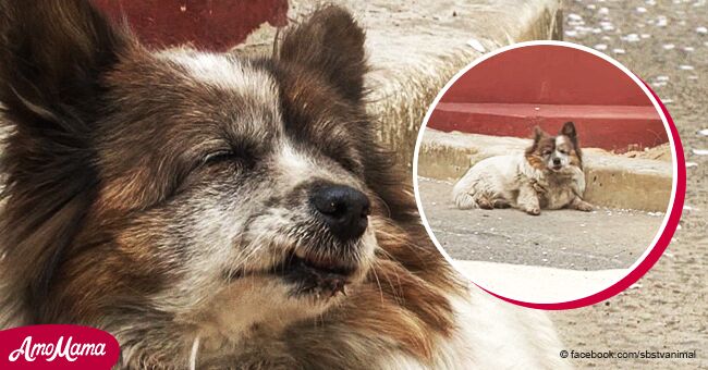 Su dueño le dijo "Espera aquí" hace 10 años y este perrito leal aún espera su regreso