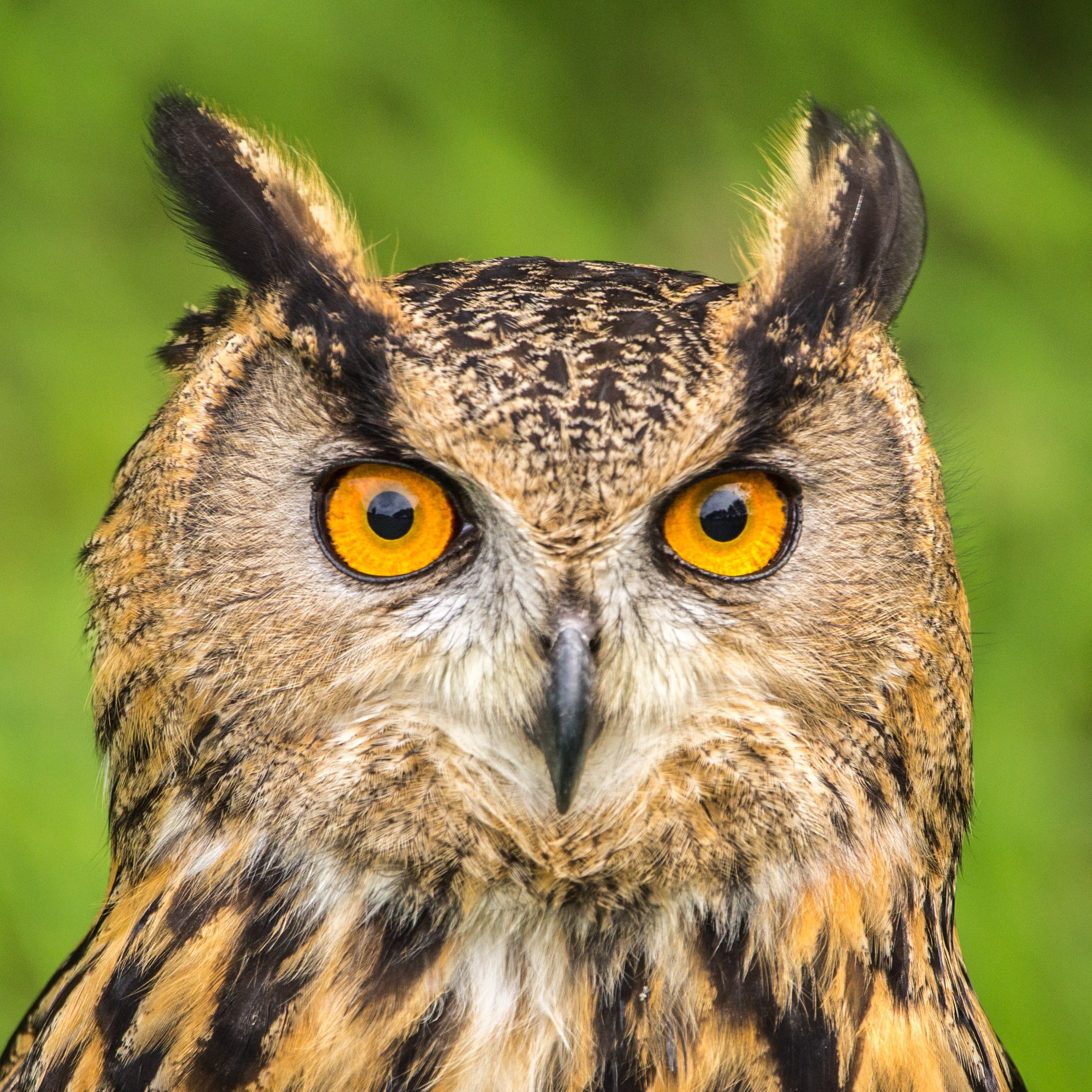 Owl | Unsplash 