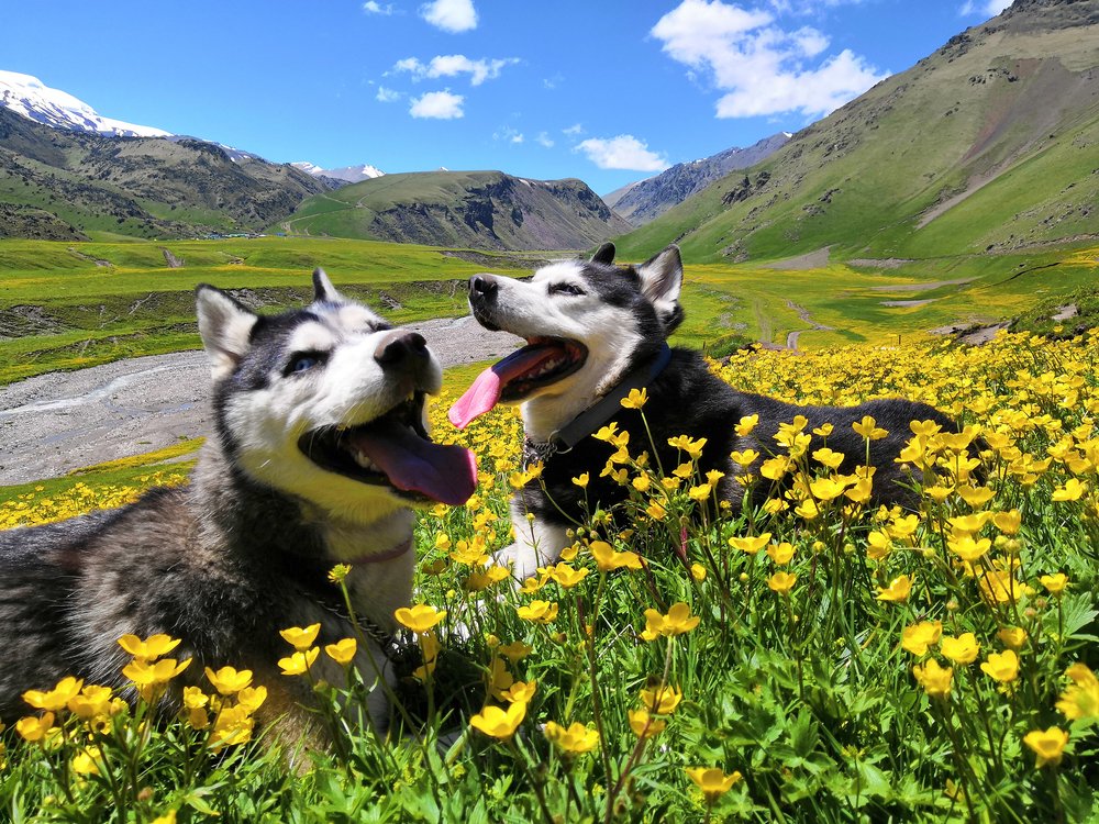 Zwei Huskys liegen auf einer Wiese | Quelle: Shutterstock