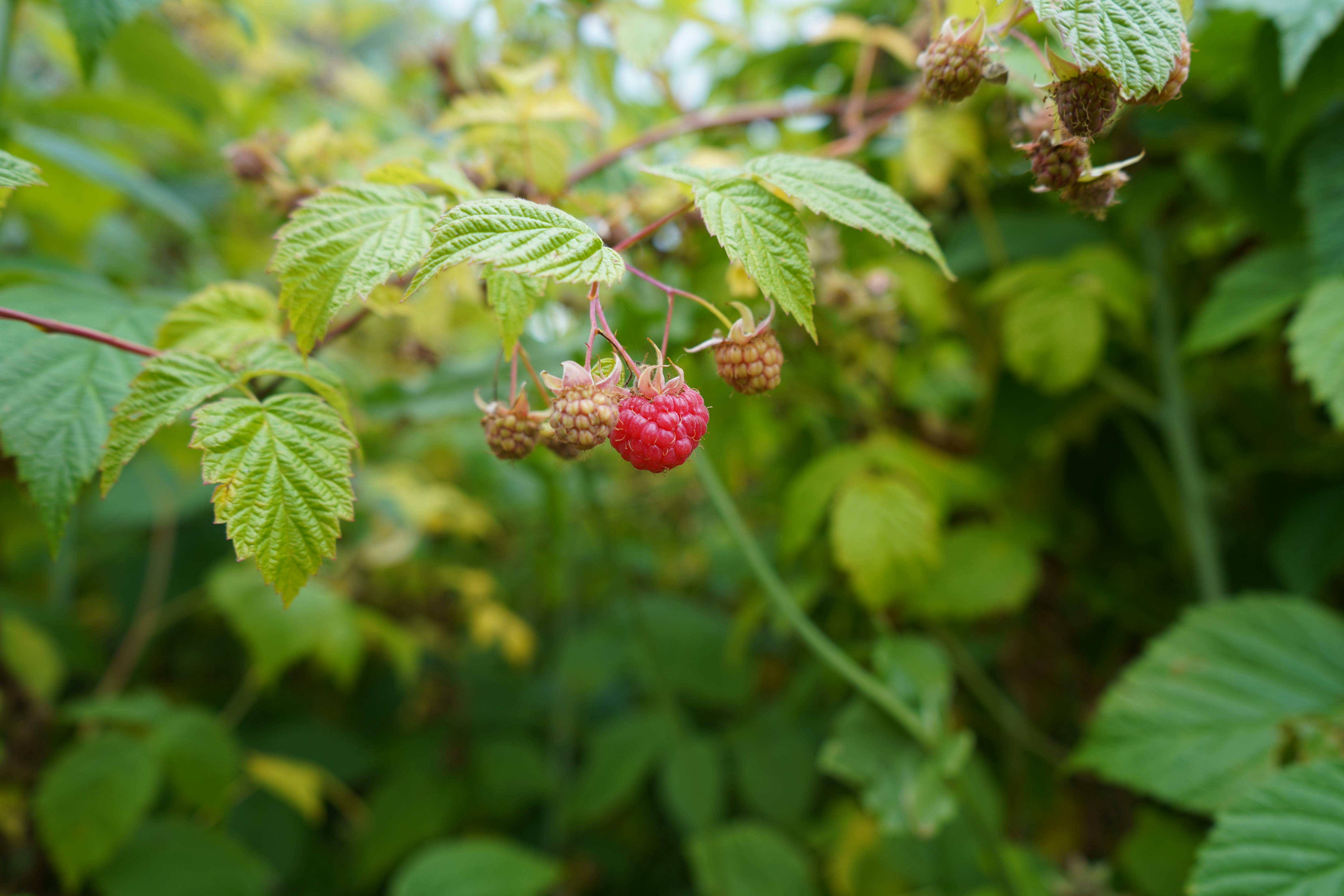 Raspberries | Source: Pexels