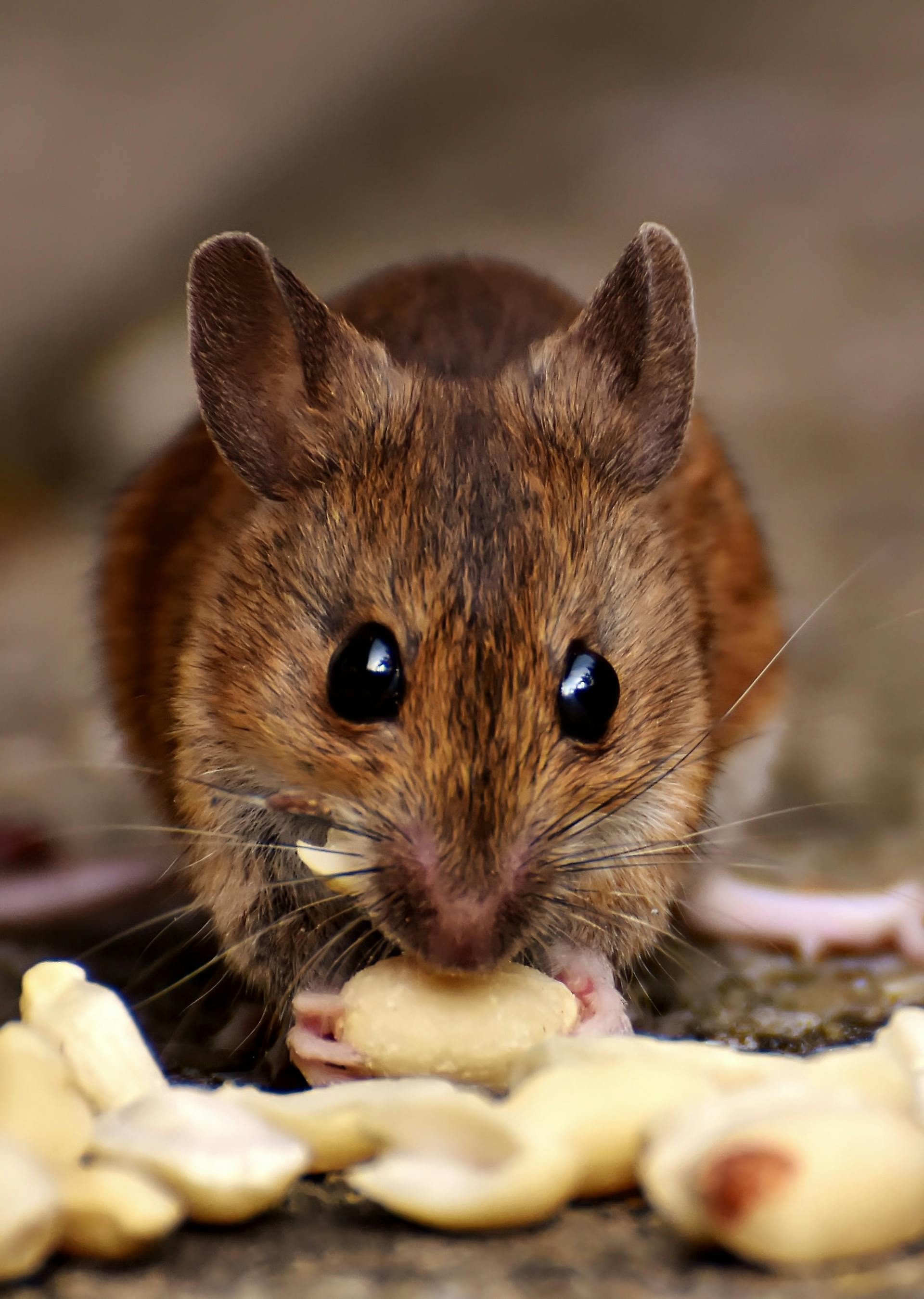 A brown rat eating food | Source: Pexels