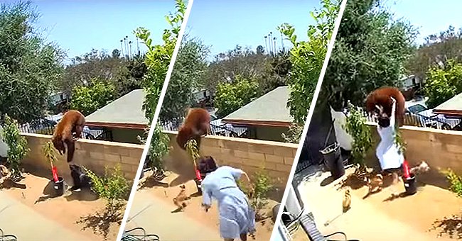 A series of photos from the viral video that shows Hailey jumping into action. | Photo: YouTube/ABC7