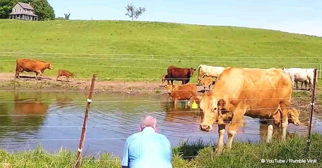 Man stops to film cows near the road when suddenly one of them gets his attention