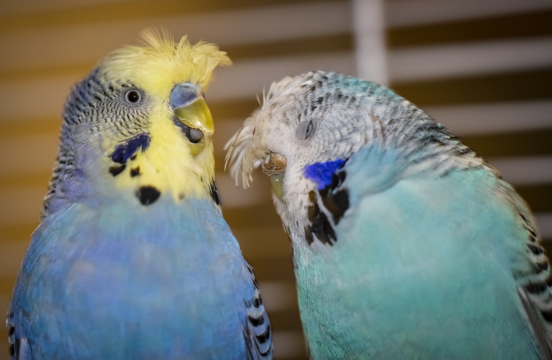 Two budgies animatedly talking. | Source: rose_anna/Pixabay 