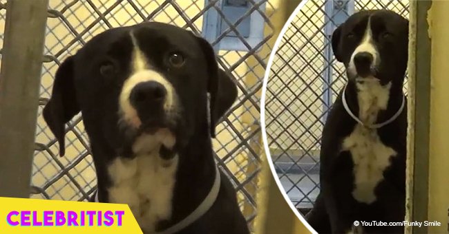 Sad dog's heartwarming reaction when he realises he's finally being adopted