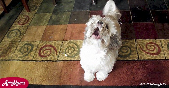 Cody the screaming dog's blood-curdling howls are almost too scary to listen to