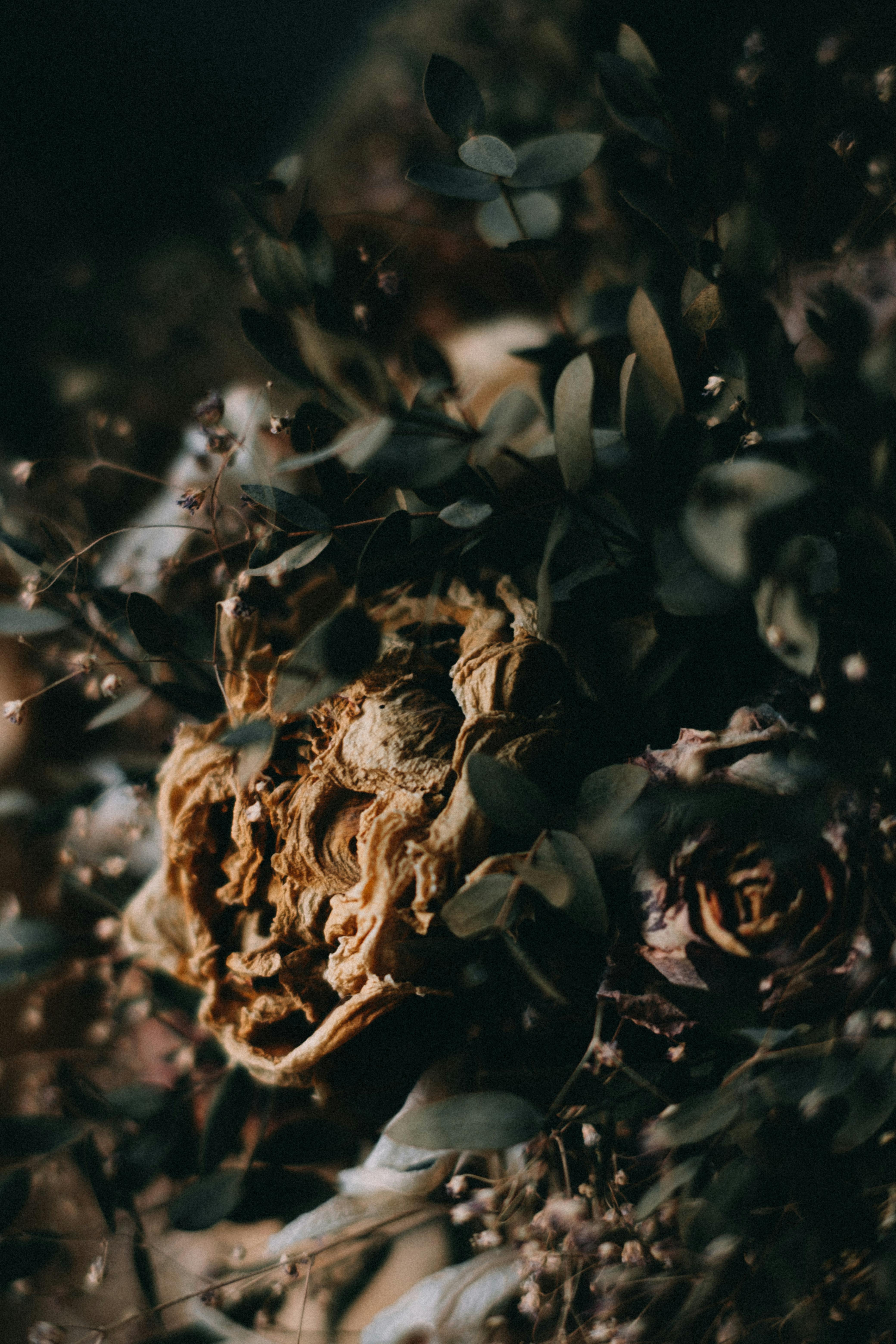 Wilting flowers in the garden | Source: Pexels