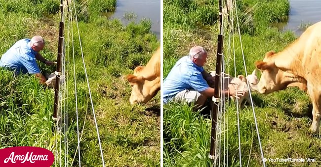 How a desperate cow 'asked' a passerby through a fence to save her tiny calf (video)