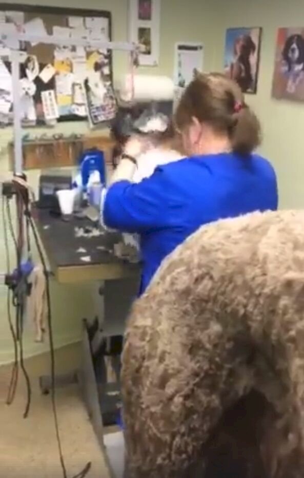 Empleada maltrata a perro en peluquería canina| Foto: YouTube/Facebook/Yahoo News Empleada maltrata a perro en peluquería canina| Foto: YouTube/Facebook/Yahoo News