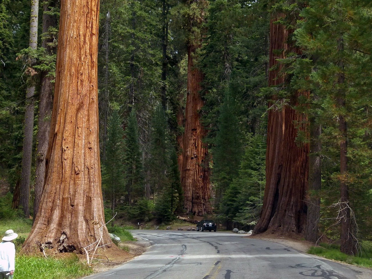 Sequoia Trees. Image credit: Pixabay