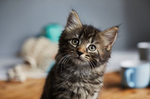 Cute tabby kitten sitting on a breakfast table and looking up | Photo: Getty Images