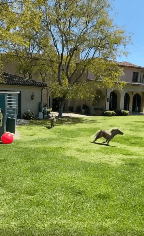 Lulu and Whiskey, Arnold Schwarzenegger's pets, running in his California mansion | Photo: Instagram/schwarzenegger