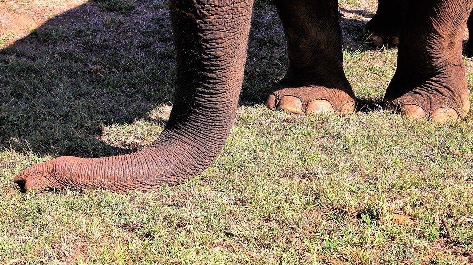 Elephant's trunk and feet ll Source: Pixabay