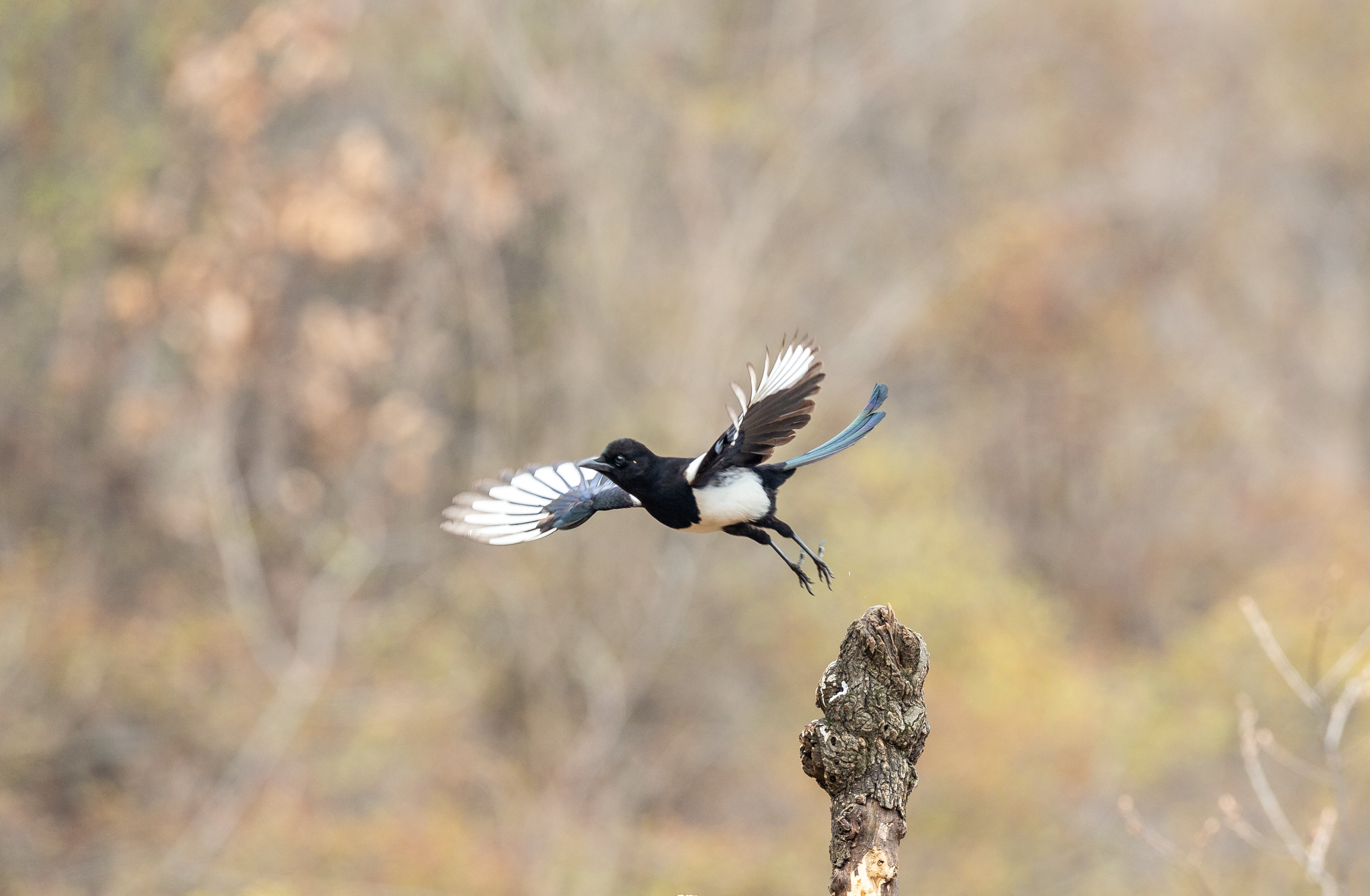 Image source: shutterstock
