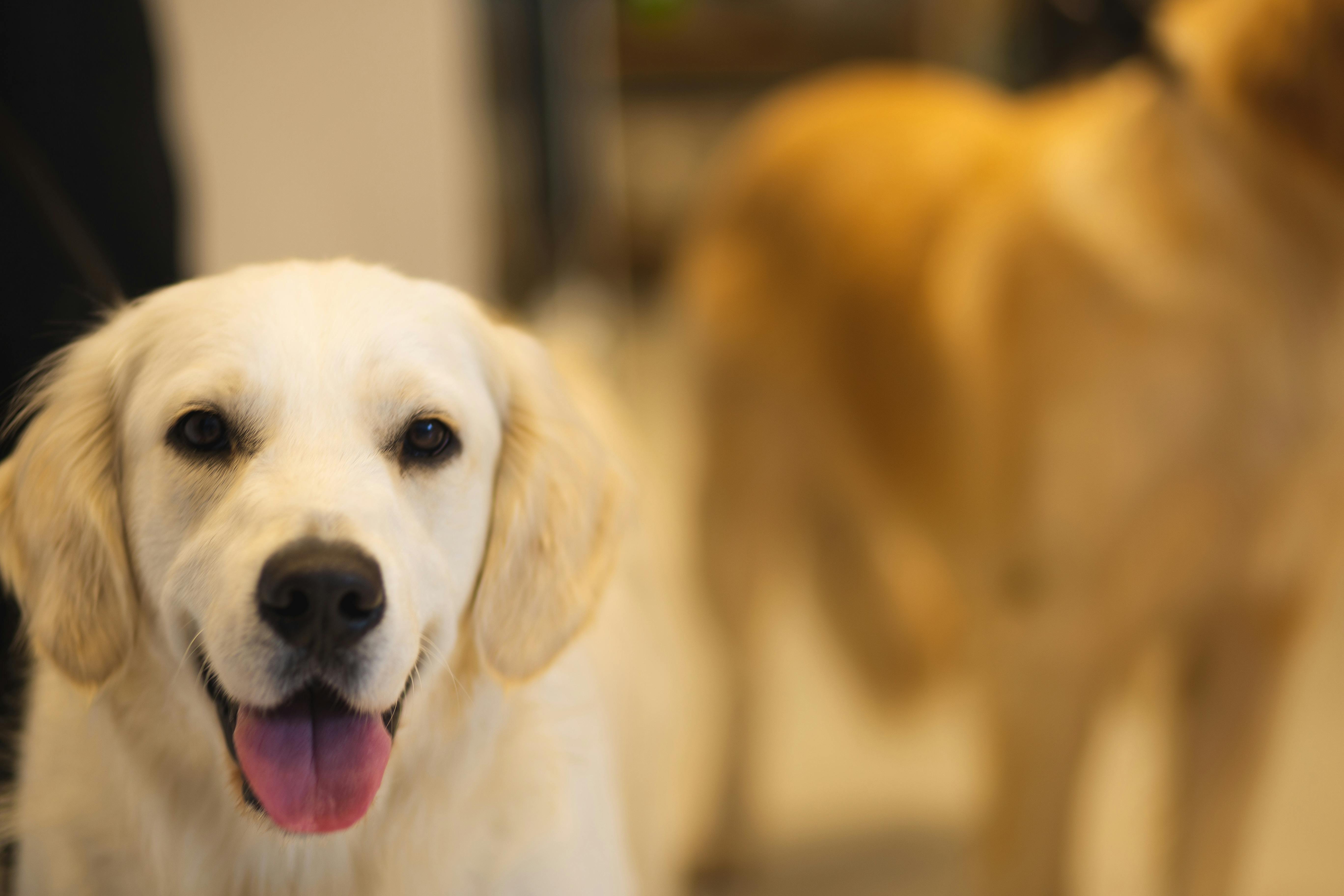 Un perro labrador jadeando | Fuente: Pexels