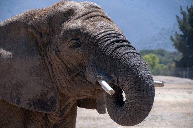 Elefant | Quelle: Public Domain Pictures