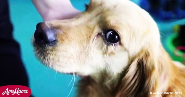 Ein Hund weint, nachdem er versteht, dass er nicht geschlachtet wird