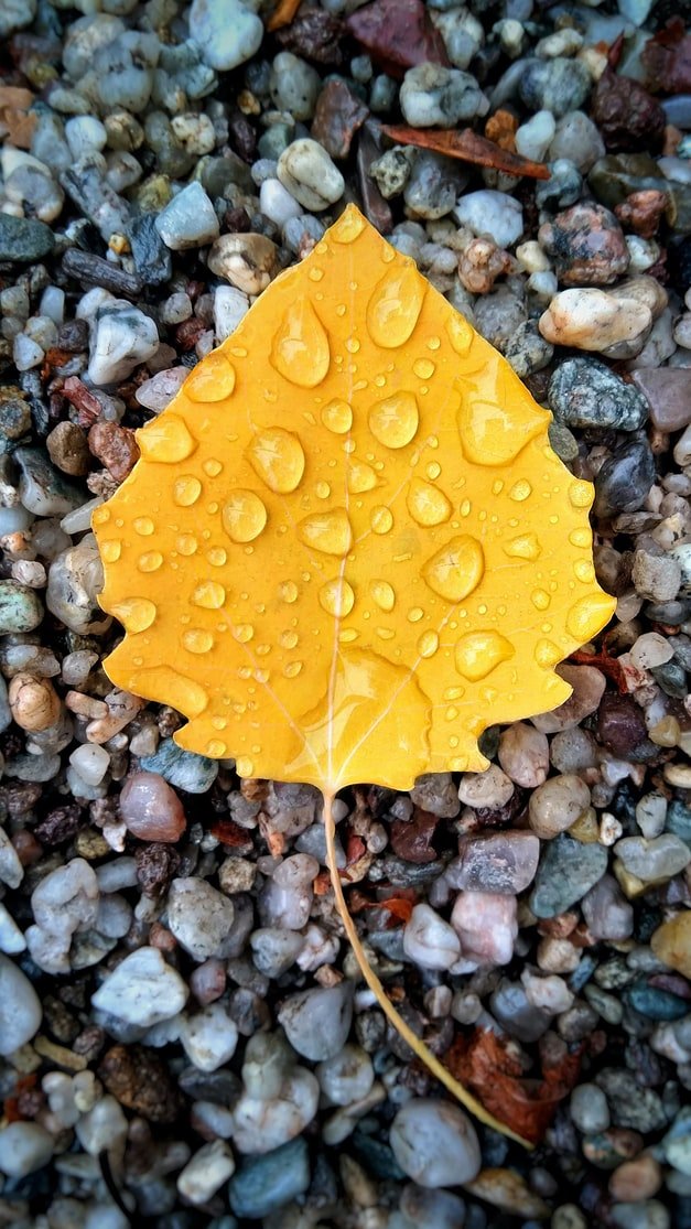 A yellow leaf floated down just like one of Peter's paper planes | Source: Unsplash