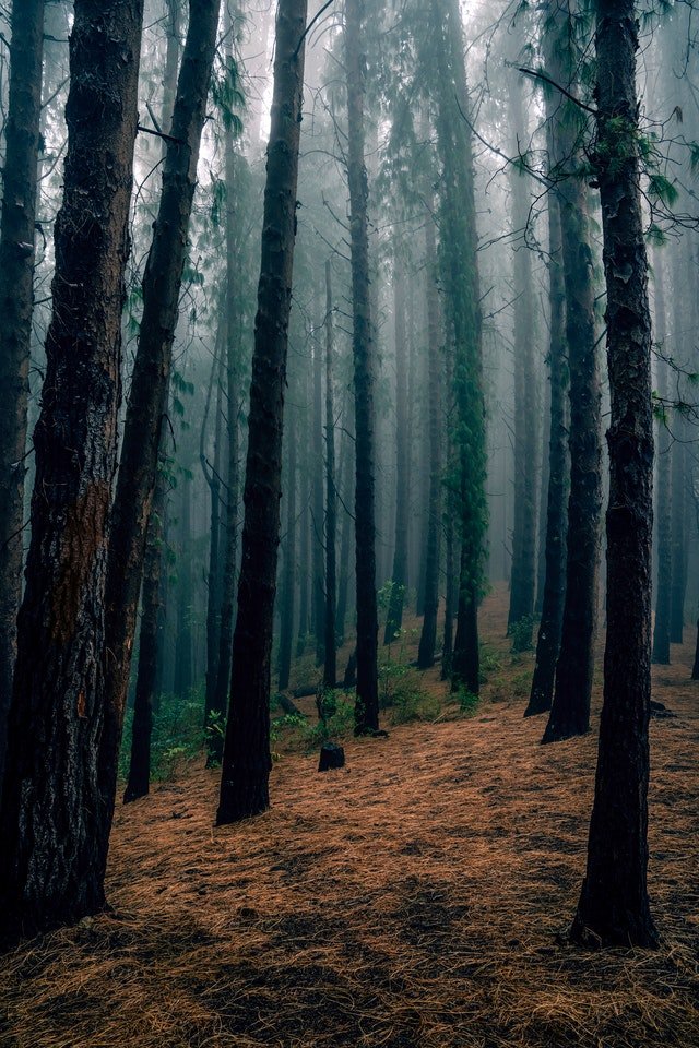 Une forêt lugubre | Photo : Pexels Une forêt lugubre | Photo : Pexels