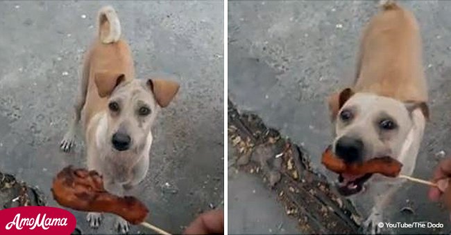 Stray mama dog begs for food to bring back to her starving puppies (video)