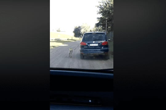 Un chien tiré. | Photo : Facebook / Flo Micaela
