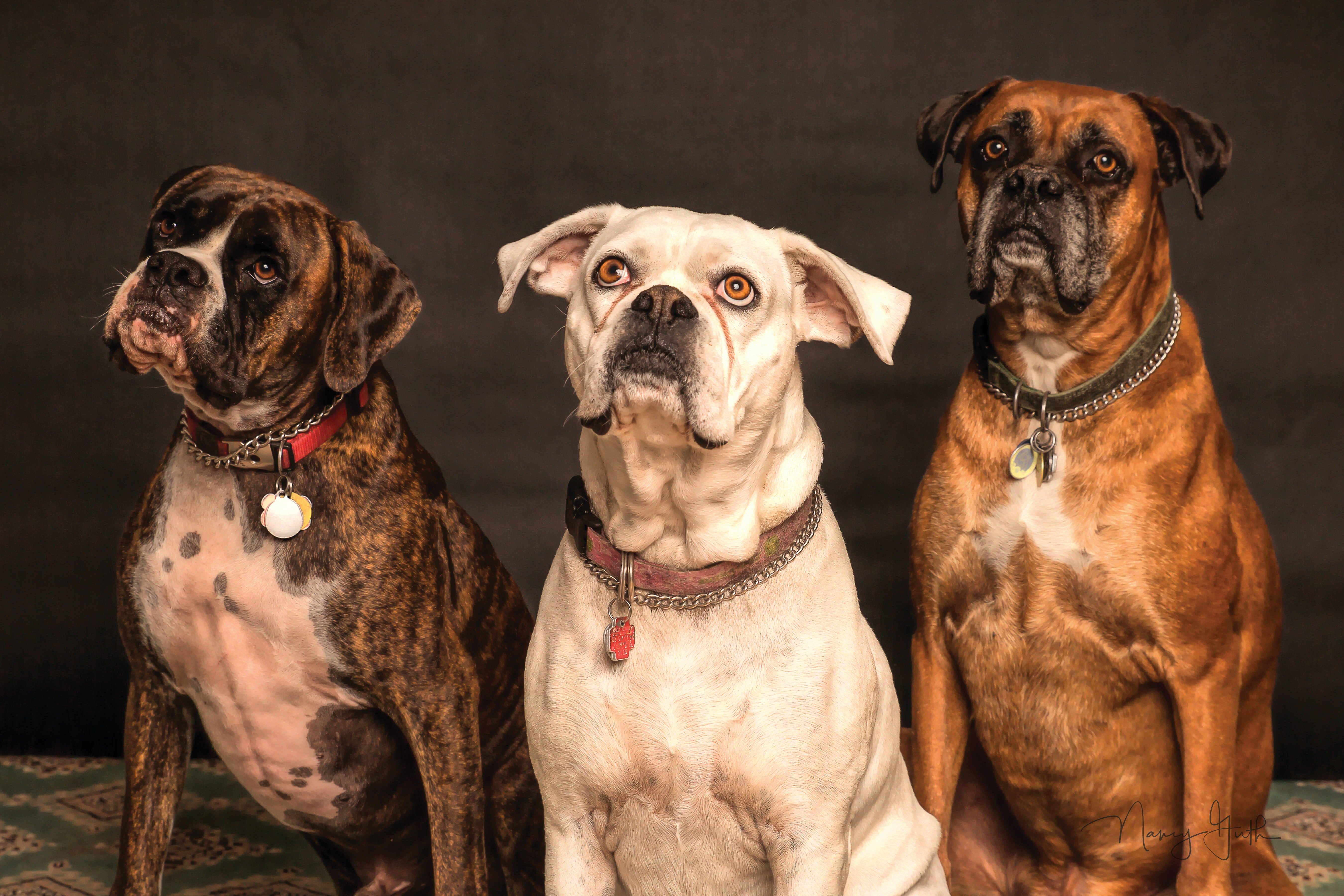 Three dogs | Source: Pexels