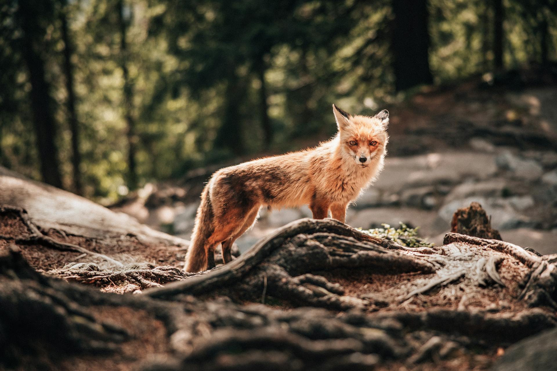 A fox in the wild | Source: Pexels