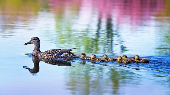 A Mallard Duckling family swim along smooth water | Photo: Getty Images