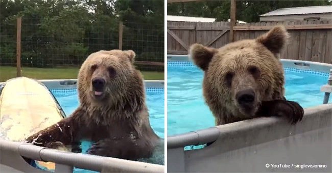 Grizzly bear does belly flops in backyard pool and shares 'Hollywood smile' for the camera