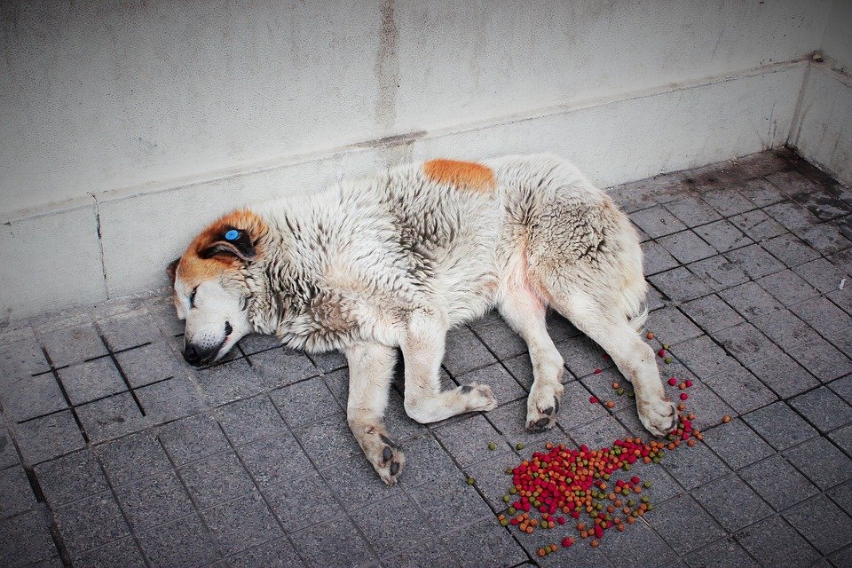 Perro durmiendo a la intemperie. | Foto: Pixabay