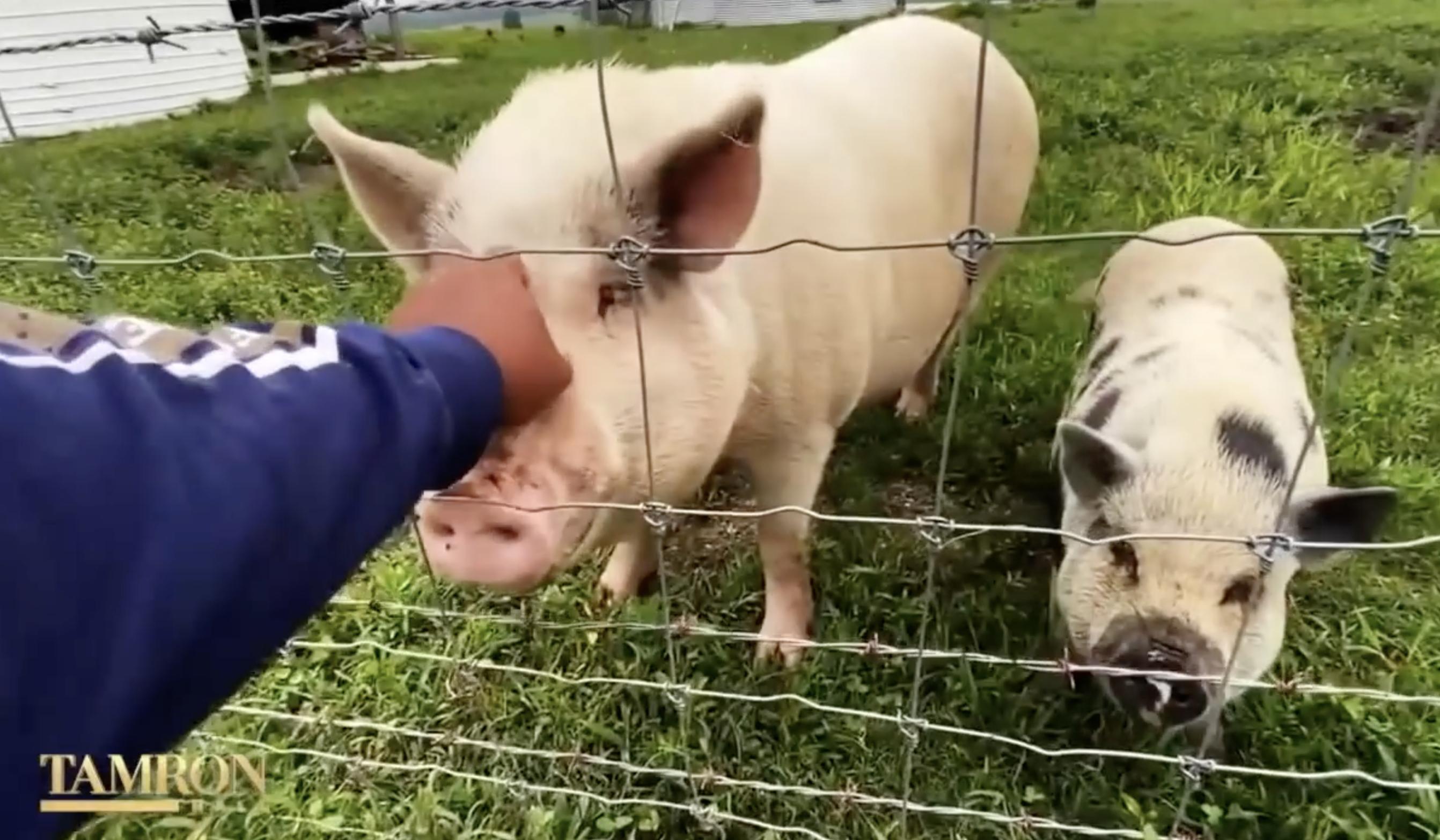 The footballer pictured with livestock on his farm | Source: YouTube/TamronHallShow
