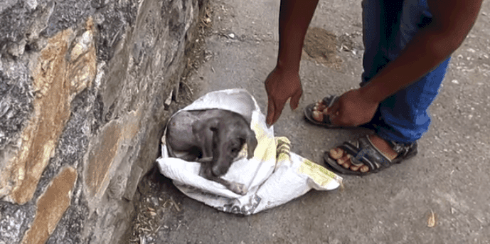 Source: YouTube/ Animal Aid Unlimited, India Source: YouTube/ Animal Aid Unlimited, India