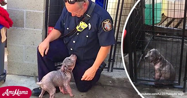 Sick stray puppy is sad at shelter, until she reunites with the firefighter who saved her