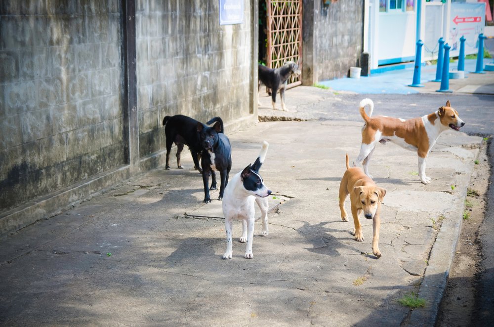 Perros callejeros. | Foto: Shutterstock