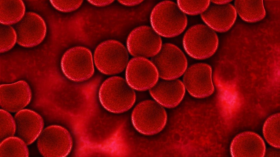 Glóbulos rojos. | Imagen: Pixabay Glóbulos rojos. | Imagen: Pixabay