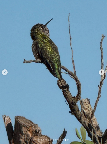 A bird on a tree branch, dated August 2025 | Source: Instagram/orlandobloom