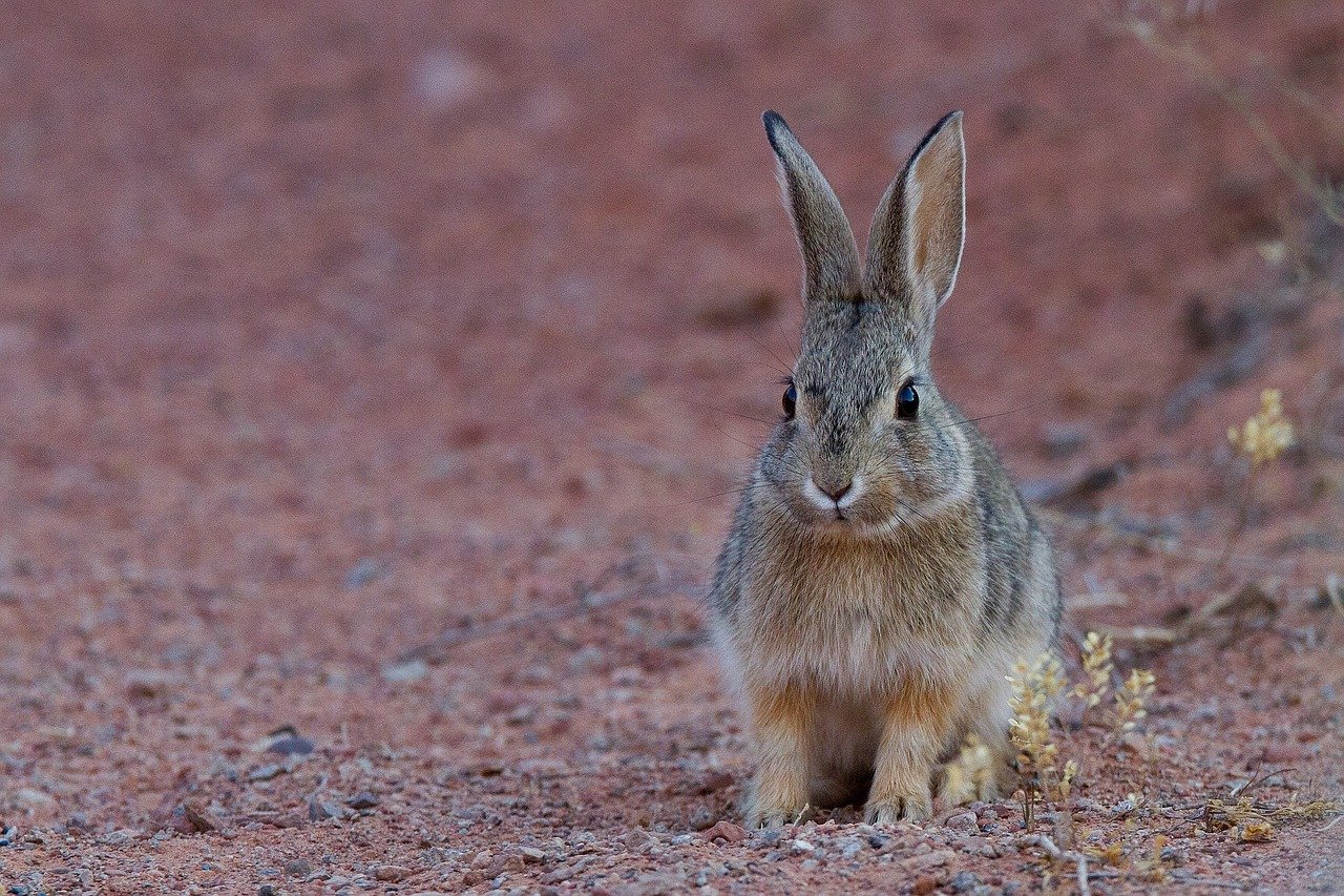 Rabbit on the road. | Source: Pixabay